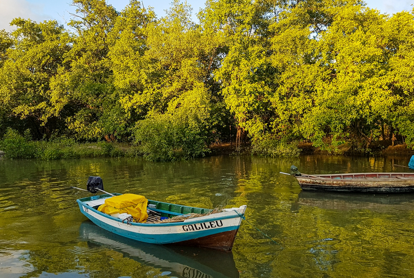 Conservar os manguezais amazônicos fortalece a adaptação das comunidades tradicionais à crise climática