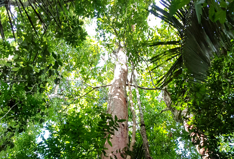 Estudo mapeia mais de 40 milhões de árvores de ipê amarelo