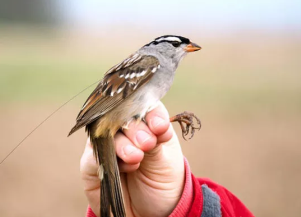 Agrotóxico torna aves migratórias anoréxicas, diz estudo