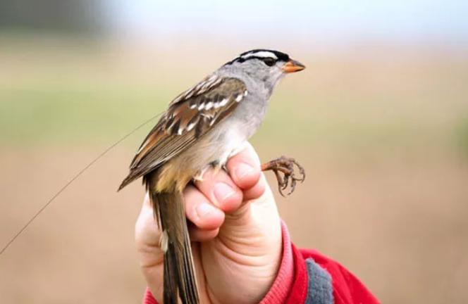 Agrotóxico torna aves migratórias anoréxicas, diz estudo