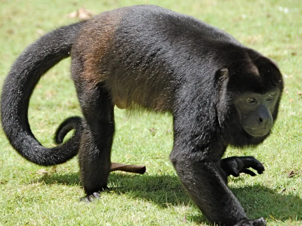 Mais tempo no chão: aquecimento global está tirando os macacos de seus galhos