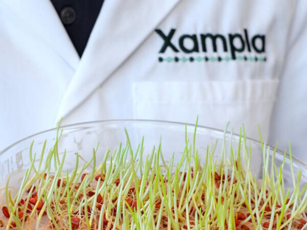 Xampla criou o primeiro material proteico vegetal do mundo para substituir o plástico comum