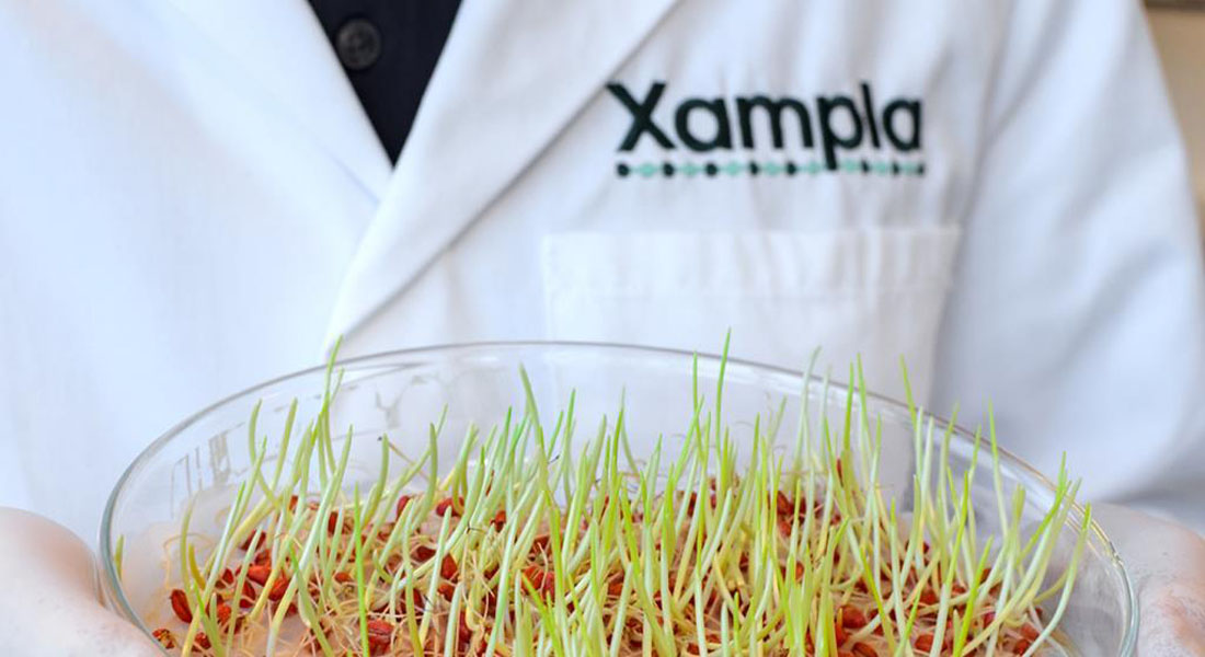 Xampla criou o primeiro material proteico vegetal do mundo para substituir o plástico comum