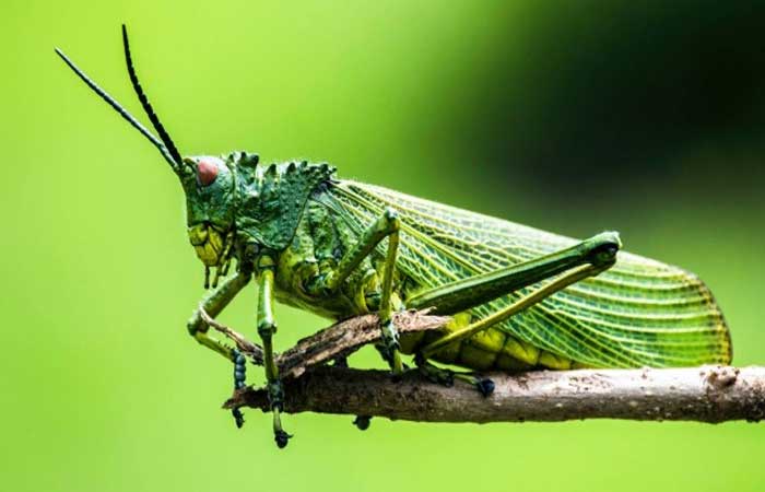 Estudo australiano afirma que pode haver um “apocalipse” de insetos