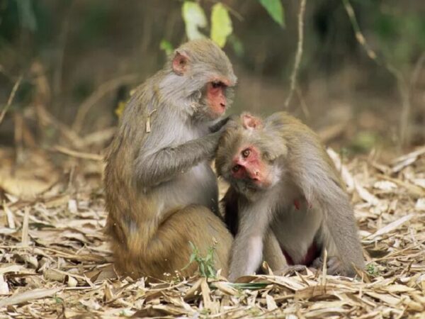 Crise climática pode levar macacos e lêmures das árvores para o solo, revela estudo