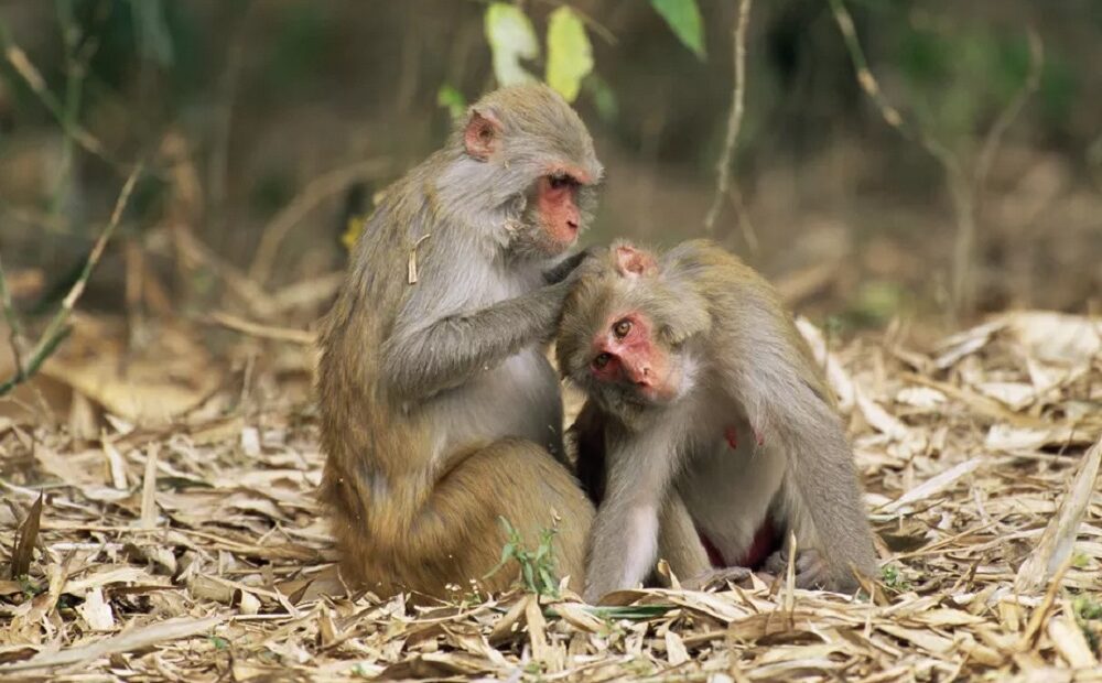 Crise climática pode levar macacos e lêmures das árvores para o solo, revela estudo