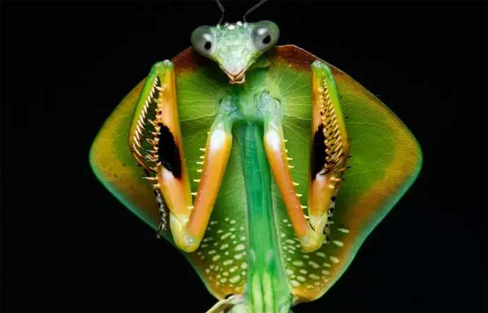 Expedição revela a surpreendente fauna noturna da floresta amazônica