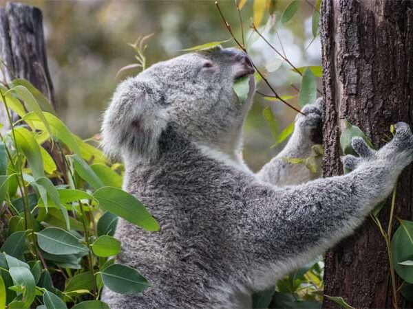 Austrália anuncia plano de 10 anos para conter extinção de plantas e animais