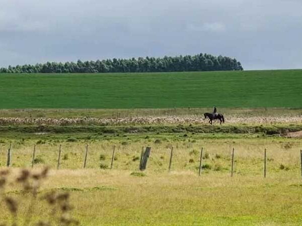 Vegetação nativa do Pampa está desaparecendo