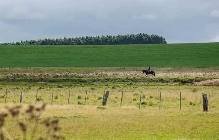 Vegetação nativa do Pampa está desaparecendo