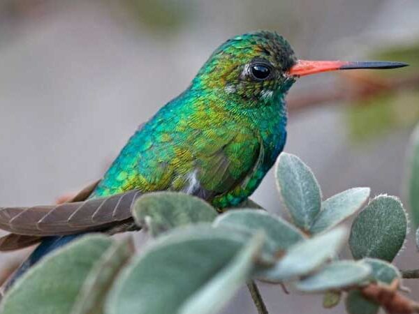 A Reserva Natural Serra das Almas é um paraíso para observadores de pássaros