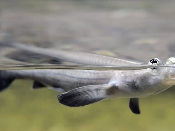 Peixe “de quatro olhos” chega em parque no Pantanal