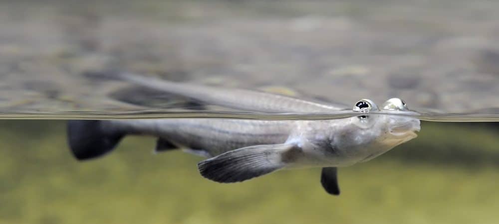 Peixe “de quatro olhos” chega em parque no Pantanal