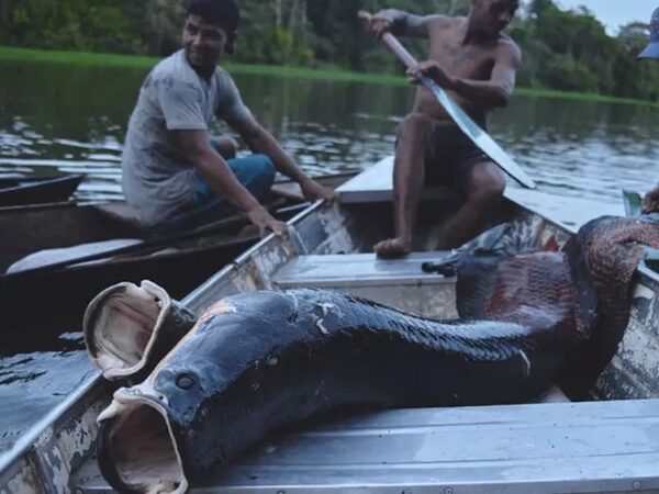 Saber indígena e ciência se unem para evitar extinção do pirarucu