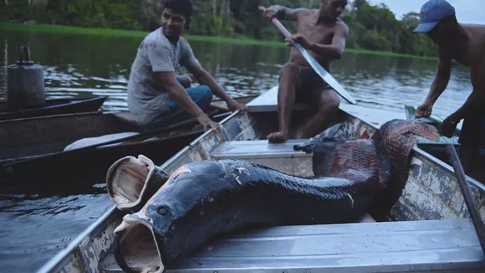 Saber indígena e ciência se unem para evitar extinção do pirarucu