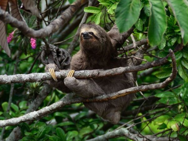 Por que a evolução levou as preguiças a viverem em câmera lenta