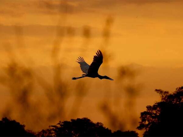 Documentário sobre Pantanal é premiado em festival internacional