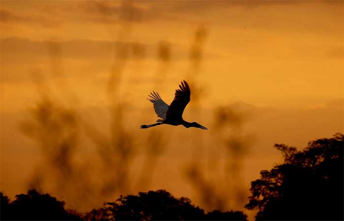 Documentário sobre Pantanal é premiado em festival internacional