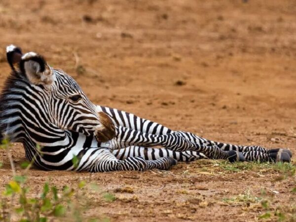 Seca no Quênia está matando uma das zebras mais raras do mundo