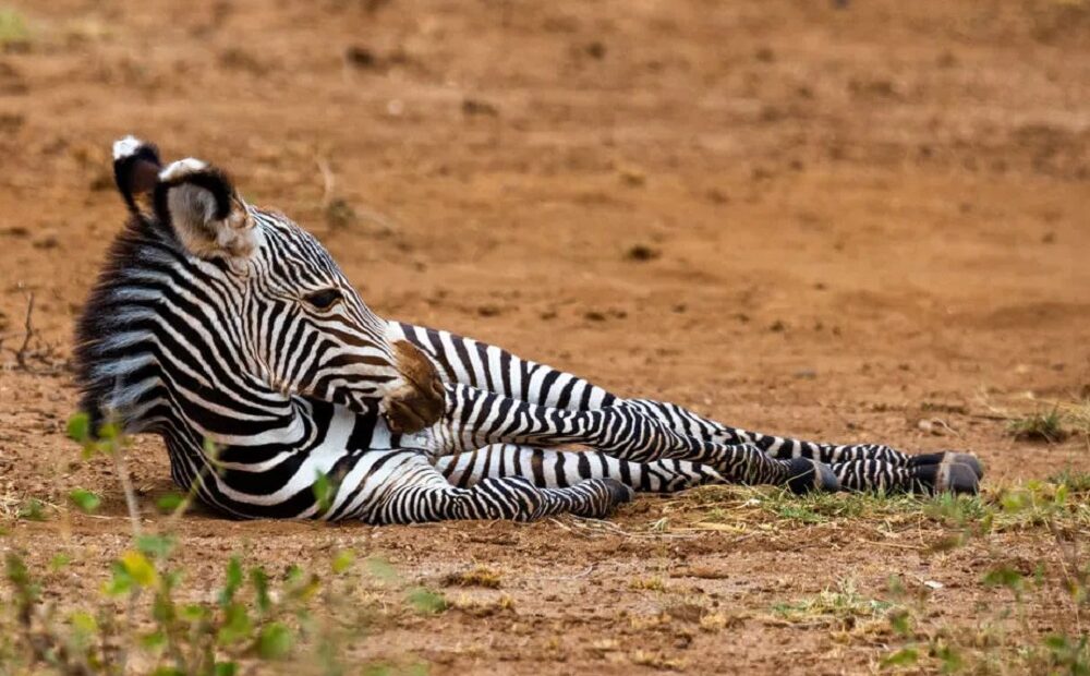 Seca no Quênia está matando uma das zebras mais raras do mundo