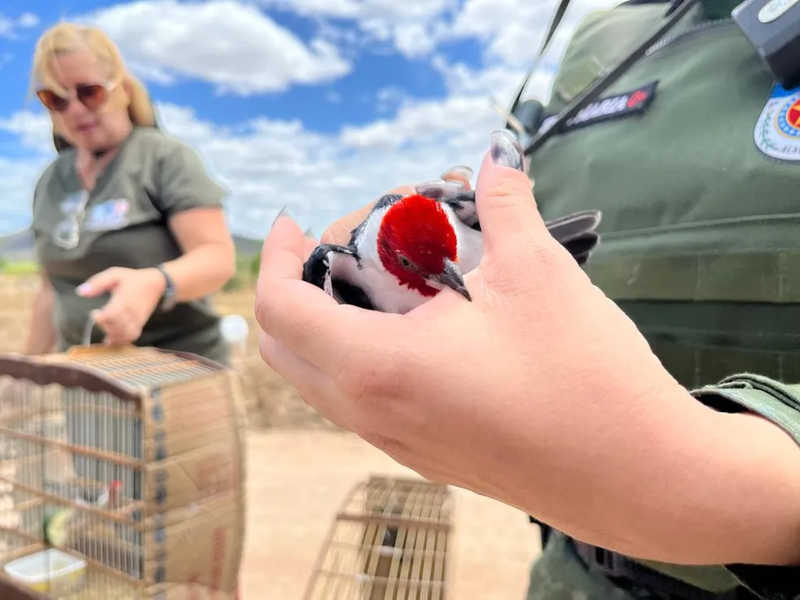 VÍDEO mostra resgate de animais silvestres que viviam em cativeiro no Sertão de Alagoas