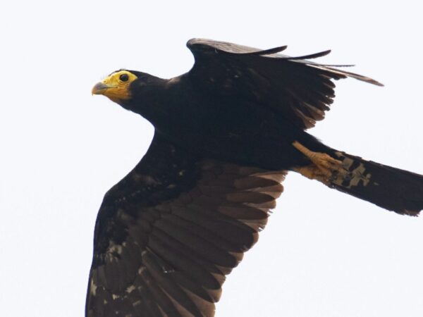 Conheça a ave amazônica que impressiona com sua plumagem negra