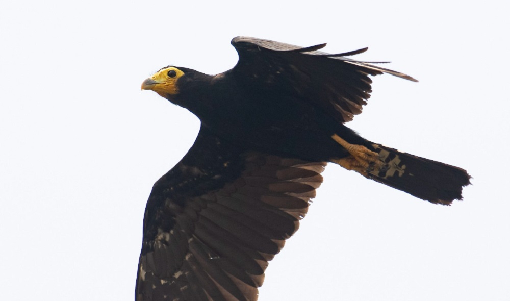 Conheça a ave amazônica que impressiona com sua plumagem negra