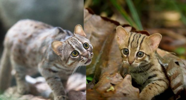 Nascem 2 crias da quase extinta gata selvagem e dá esperança à espécie