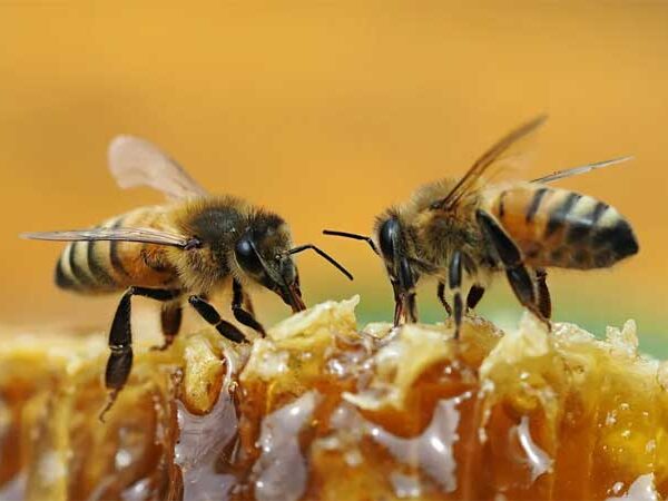 Cobiçado no exterior, mel de melato é pouco conhecido no Brasil