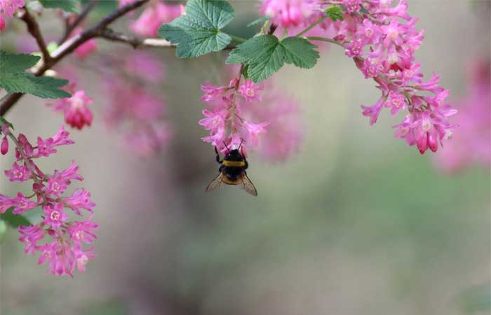 Nova pesquisa evidencia características peculiares em abelhas