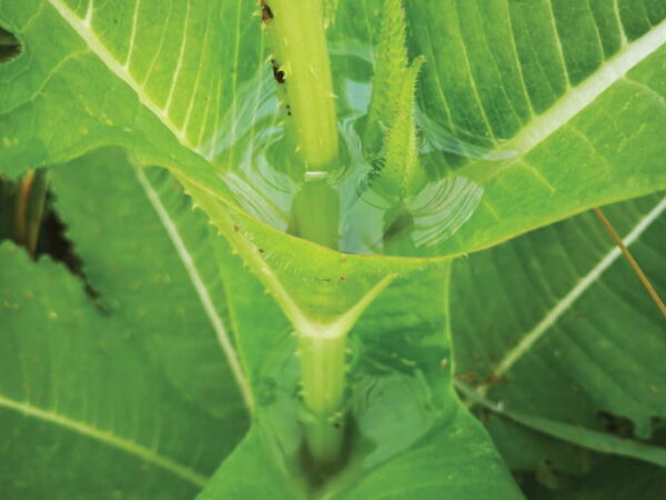 Microplásticos encontrados pela primeira vez em caules de plantas