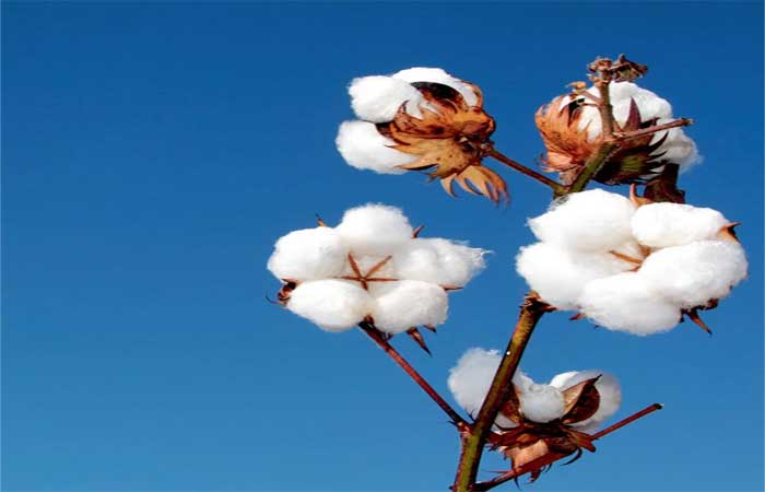 Um movimento conhecido como “Sou de algodão”, reune 1000 marcas e incentiva o uso desta matéria prima