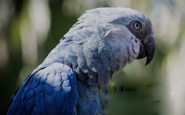 Aves coloridas podem desaparecer? Novo estudo lança alerta