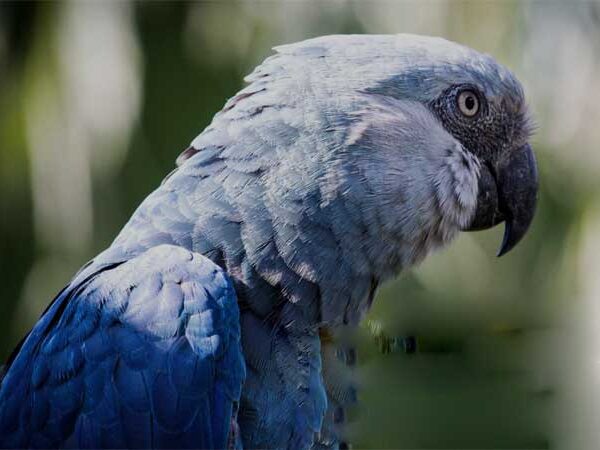 Aves coloridas podem desaparecer? Novo estudo lança alerta