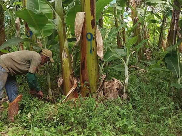 Descoberto um fungo que poderá combater 2 ameaças às plantações de banana