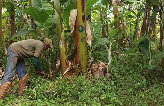 Descoberto um fungo que poderá combater 2 ameaças às plantações de banana