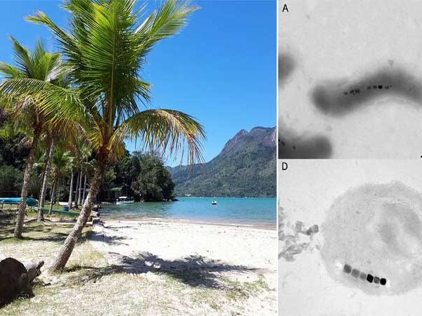 Bactérias com cristais magnéticos fornecem pistas do ciclo do carbono em ambiente marinho