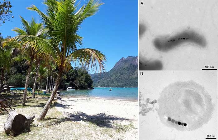 Bactérias com cristais magnéticos fornecem pistas do ciclo do carbono em ambiente marinho