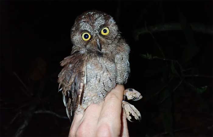 Guarda florestal descobre rara espécie de coruja na Ilha do Príncipe