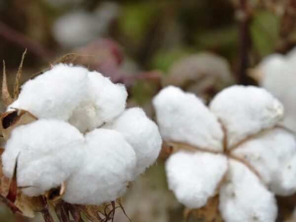 Cultivar algodão pode ajudar mundo a sair da pobreza, aponta ONU. Brasil é um dos 5 países com maior potencial