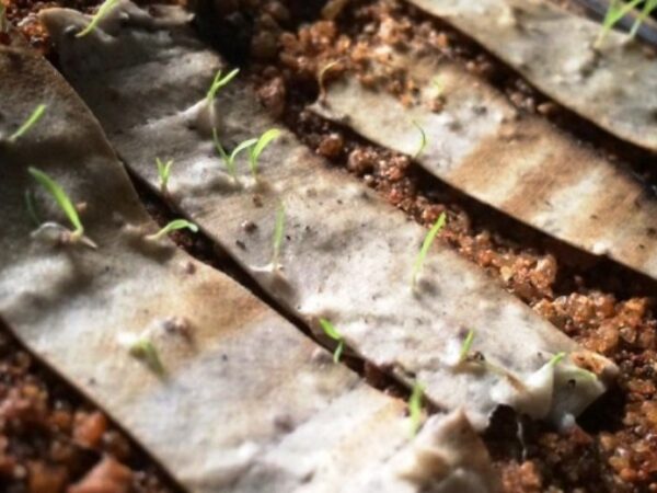 Essa pode até jogar no chão! Bituca de cigarro biodegradável vira árvore