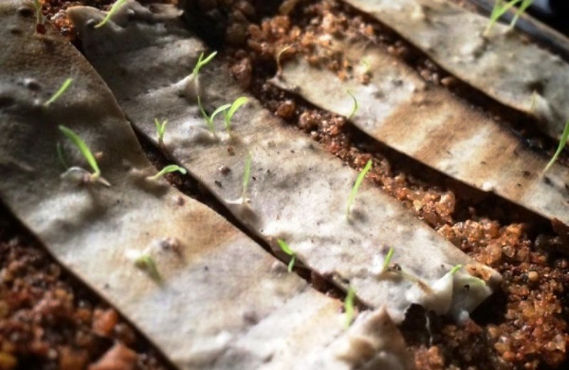 Essa pode até jogar no chão! Bituca de cigarro biodegradável vira árvore