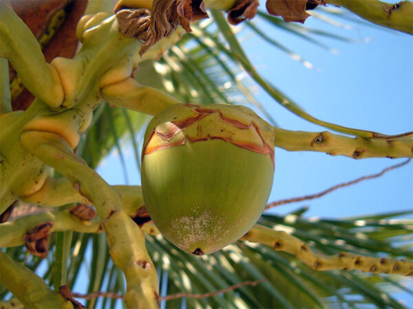 Brasileiras usam cascas de coco (abandonadas nas praias) para absorver óleo derramado no mar