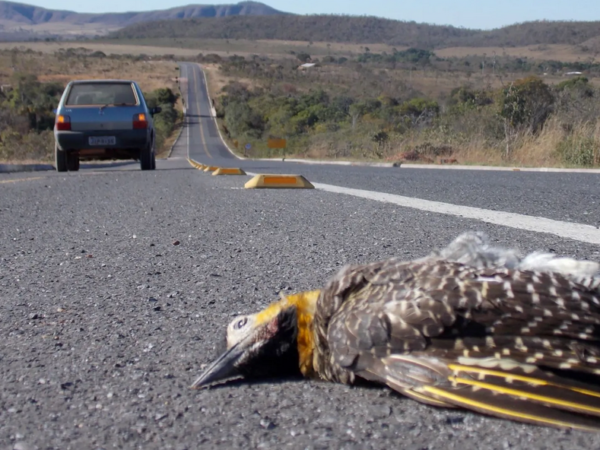 Ameaça em alta velocidade: atropelamento põe em risco fauna na Chapada dos Veadeiros