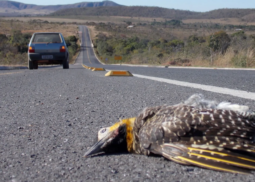 Ameaça em alta velocidade: atropelamento põe em risco fauna na Chapada dos Veadeiros