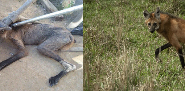 Resgatado à beira da morte, lobo-guará é tratado e solto meses depois no RJ