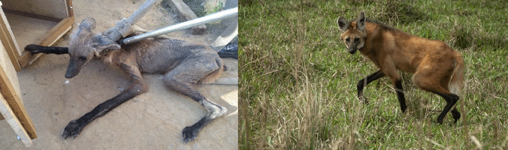 Resgatado à beira da morte, lobo-guará é tratado e solto meses depois no RJ