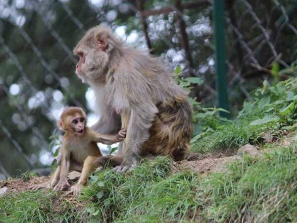 Estudo controverso com macacos reacende debate sobre testes com animais. Cientista separa filhotes recém nascidos de suas mães sem justificativa plausível