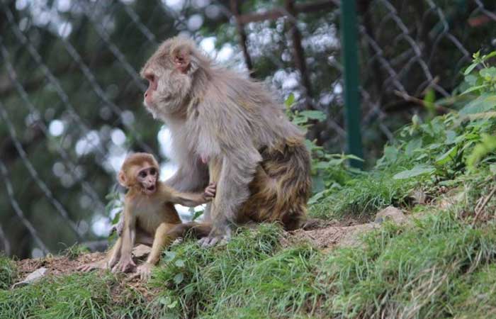 Estudo controverso com macacos reacende debate sobre testes com animais. Cientista separa filhotes recém nascidos de suas mães sem justificativa plausível