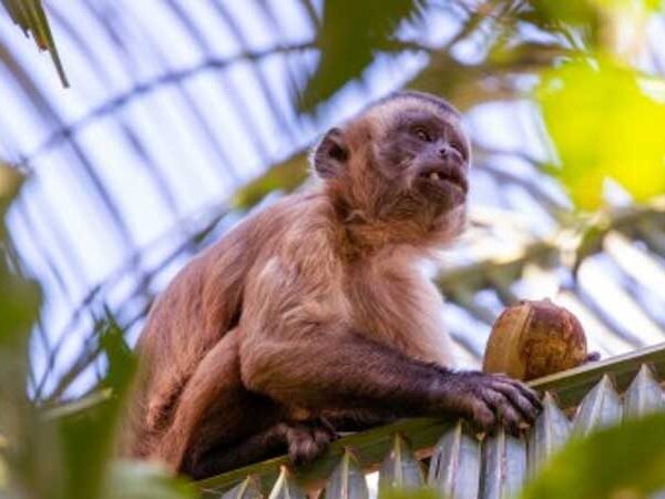 Herança cultural pode influenciar a escolha de ferramentas por macacos-prego